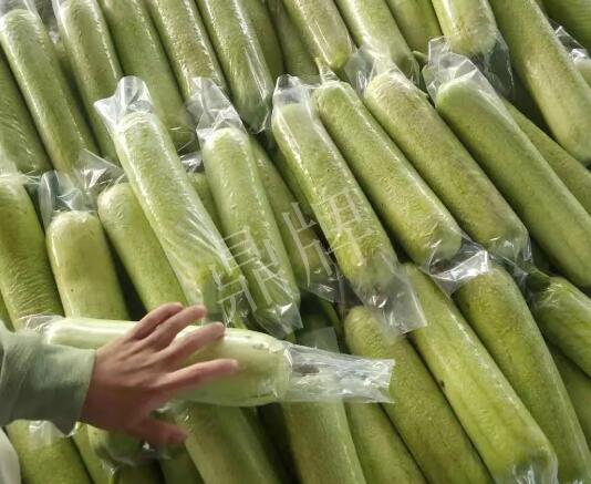蔬菜種子種植戶客戶點(diǎn)評(píng)-這個(gè)絲瓜每畝能掙3萬，惠州客戶很滿意！