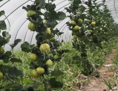 蔬菜種子種植戶客戶點(diǎn)評(píng)-我的乖乖，一株坐果15個(gè)，6元1斤，好賣得很！