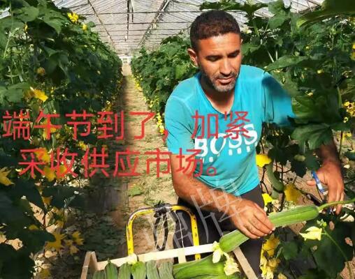 蔬菜種子種植戶客戶點(diǎn)評(píng)-羨慕！每公斤24元，“優(yōu)比1號(hào)”在法國(guó)的表現(xiàn)…