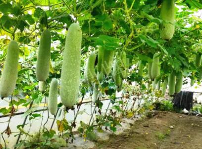 蔬菜種子種植戶客戶點(diǎn)評(píng)-我種的冬瓜，肉緊味甜，按個(gè)賣！