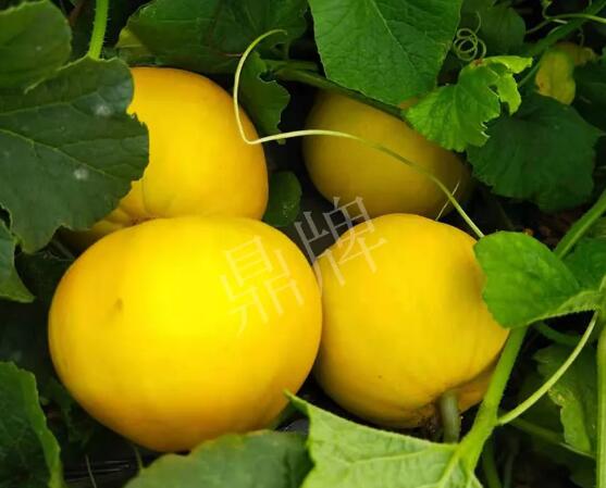 蔬菜種子種植戶客戶點(diǎn)評(píng)-純賺50萬，我這個(gè)“張大膽”榮光了一把！