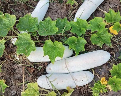 您種植過“堆堆瓜”嗎？看一看，地上全是瓜！一睹芳容