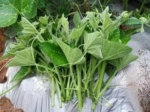 菜農(nóng)種植無需噴農(nóng)藥的蔬菜，不僅栽培簡單、而且效益高