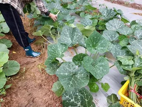 菜農(nóng)種植無需噴農(nóng)藥的蔬菜，不僅栽培簡單、而且效益高