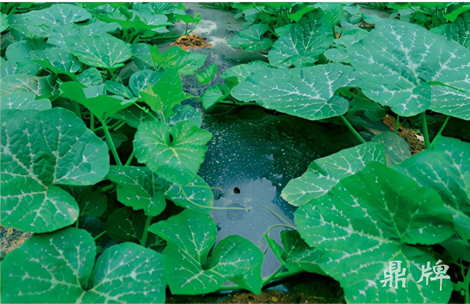 種這種綠葉菜，栽培輕松，畝產(chǎn)值過(guò)萬(wàn)元，菜農(nóng)表示很劃算