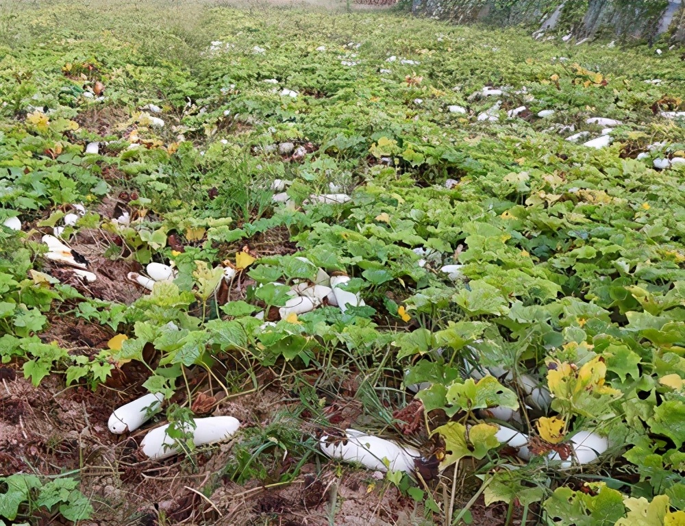 這個品種太優(yōu)秀了！耐儲耐運(yùn)，適合大面積種植，菜農(nóng)瓜販都喜歡