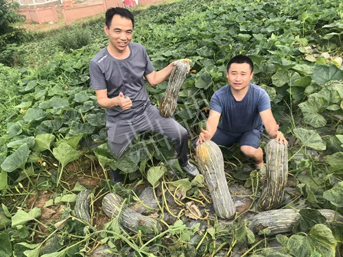 四川農(nóng)戶今年種“健美蜜本”南瓜產(chǎn)量高，品質(zhì)好，感覺巴適得很