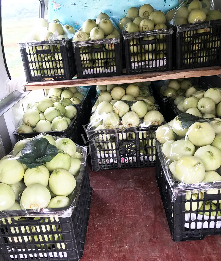 郴州農(nóng)戶種植新品種，果實又香又甜，很好賣
