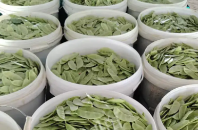 蔬菜種子種植戶客戶點(diǎn)評(píng)-時(shí)隔20年，我再種這個(gè)品種，大家來看看，怎么樣？